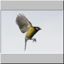 Parus major - Kohlmeise 06.jpg